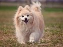 White and tan pomeranian dog