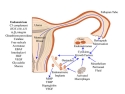 Model of Endometriosis Development