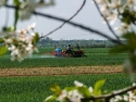farmer on tractor spraying crops with cherry blossoms in foreground