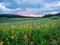 grassland meadow, red and yellow flowers and green grasses, trees in distance, with sun peeking through a cloudy sky