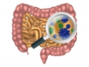 illustration of large and small intestines and gut flora