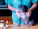 black pug on exam table with veterinarian standing behind and three medicine style bottles on table