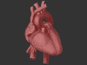 Illustration of a human heart.