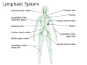 Illustration of Lymphatic System showing location of Lymph Nodes