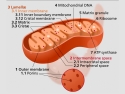 Illustration of the structure of a mitochondrion. 