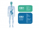 illustration showing locations of CBD 1 and 2 receptors on the outline of a human