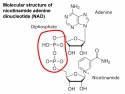 Molecular structure of nicotinamide adenine dinucleotide (NAD)
