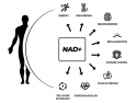 Illustration with human figure and text illustrating uses of NAD for energy, brain, immune system, cardiovascular health