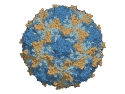 Type 3 poliovirus capsid, colored per chains. 