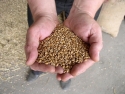 wheat grains in hands
