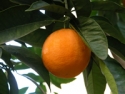 Orange on tree
