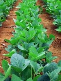 soybean plants in field