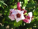 Strophanthus gratus (pink flower with green leaves)